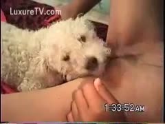 Fluffy white dog tasting his owners constricted twat